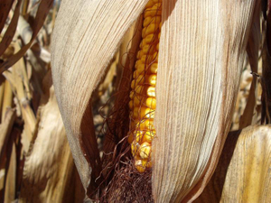 corn starch.jpg